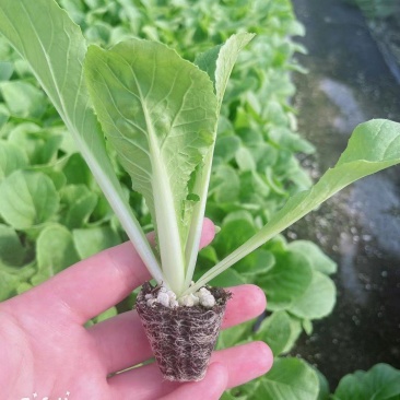 白菜苗吉锦白菜苗耐热耐寒系列黄芯白菜苗