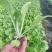 白菜苗吉锦白菜苗耐热耐寒系列黄芯白菜苗