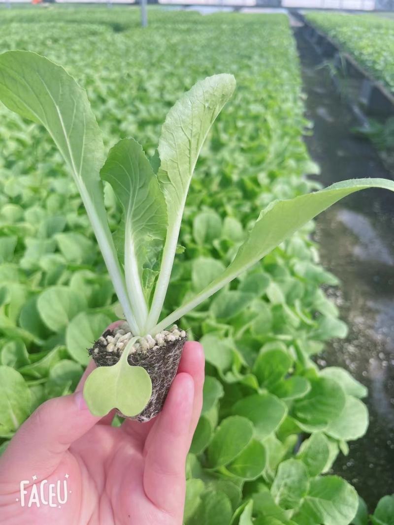 白菜苗吉锦白菜苗耐热耐寒系列黄芯白菜苗