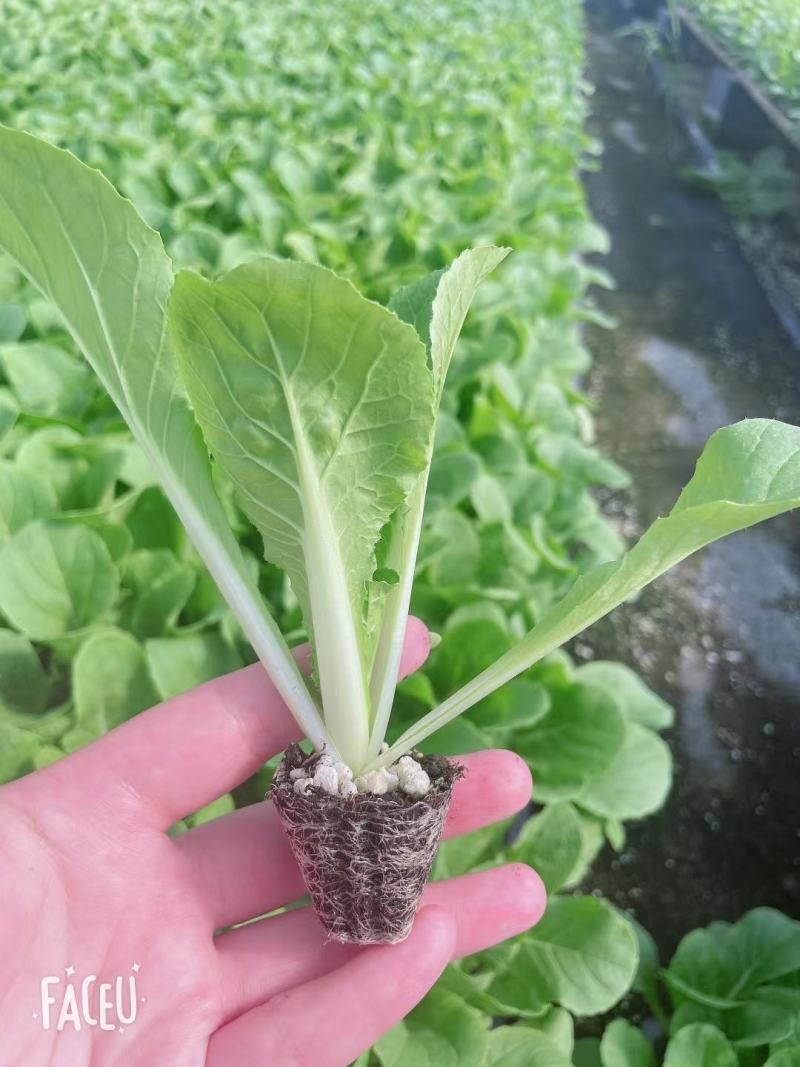 白菜苗吉锦白菜苗耐热耐寒系列黄芯白菜苗