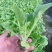 白菜苗吉锦白菜苗耐热耐寒系列黄芯白菜苗