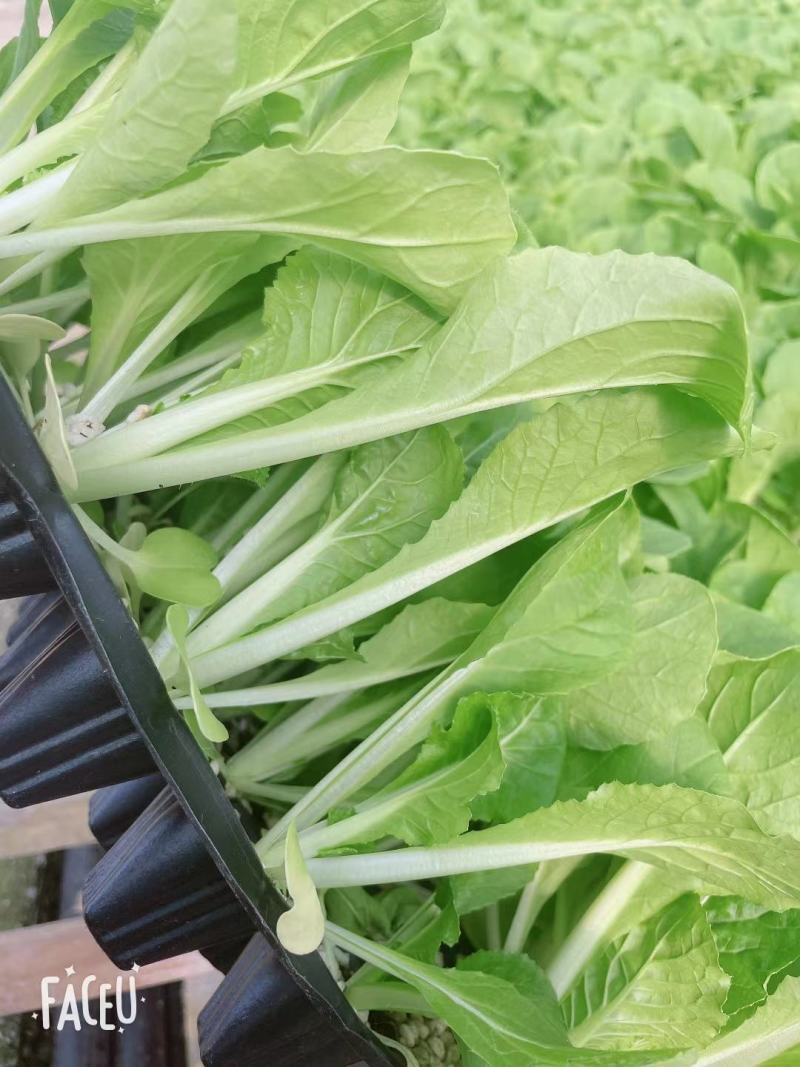 白菜苗吉锦白菜苗耐热耐寒系列黄芯白菜苗