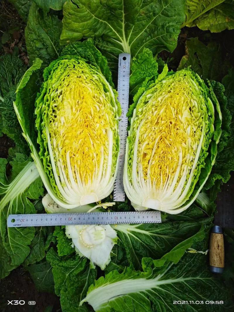 白菜苗吉锦白菜苗耐热耐寒系列黄芯白菜苗