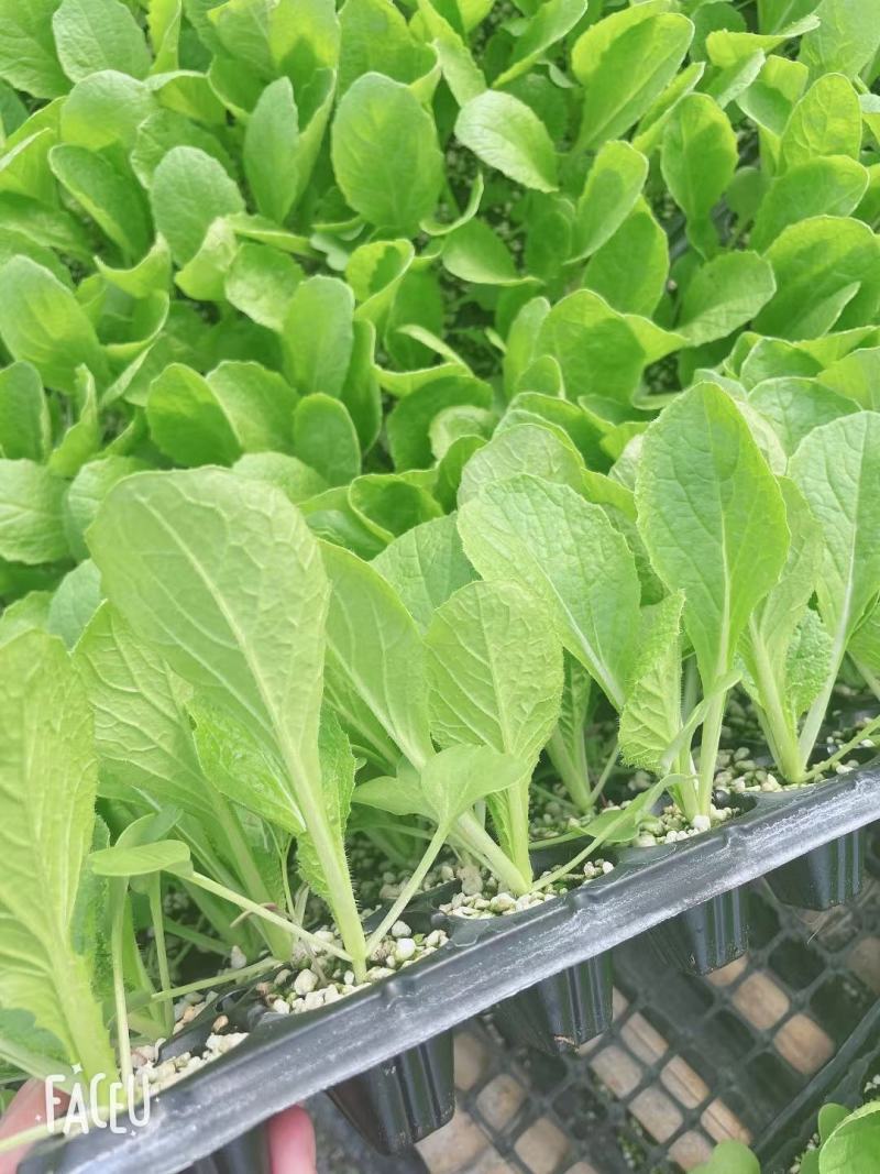 白菜苗吉锦白菜苗耐热耐寒系列黄芯白菜苗