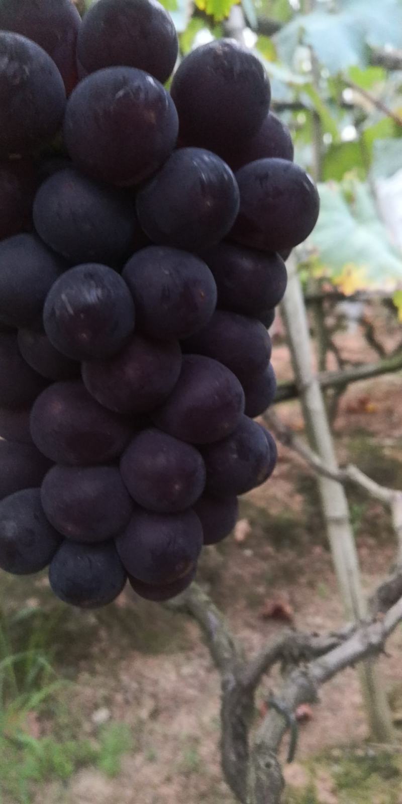 巨峰套袋葡萄