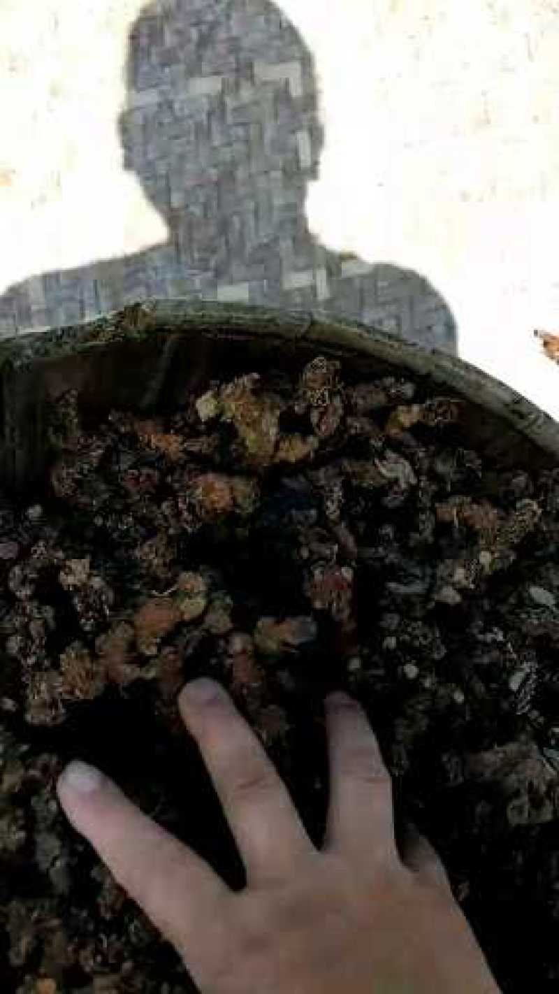 来自深山自已采挖的野生黄精，味道香纯，土法蒸制，功效翻倍