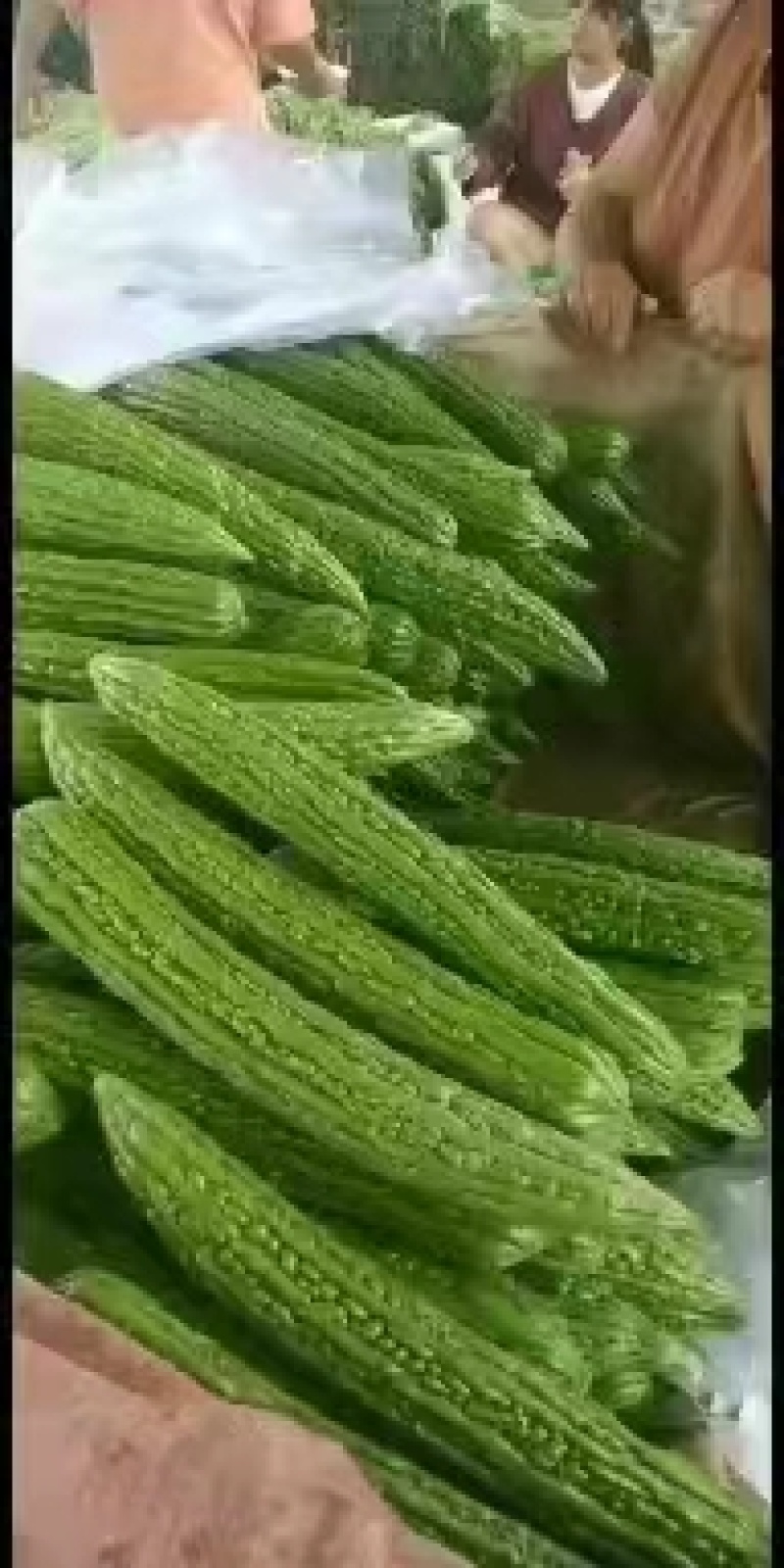 精品苦瓜上市，代发全国，欢迎全国客商前来采购。