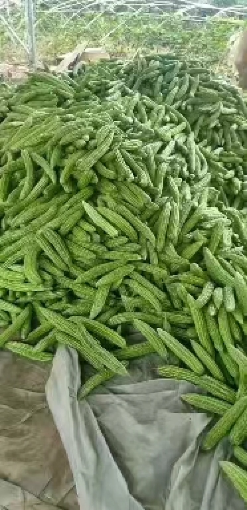 精品苦瓜上市，代发全国，欢迎全国客商前来采购。