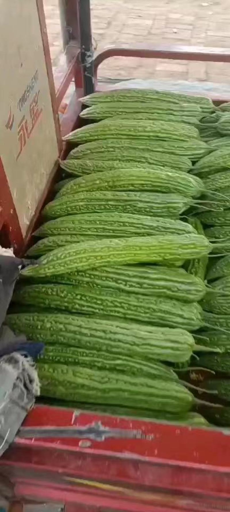 精品苦瓜上市，代发全国，欢迎全国客商前来采购。