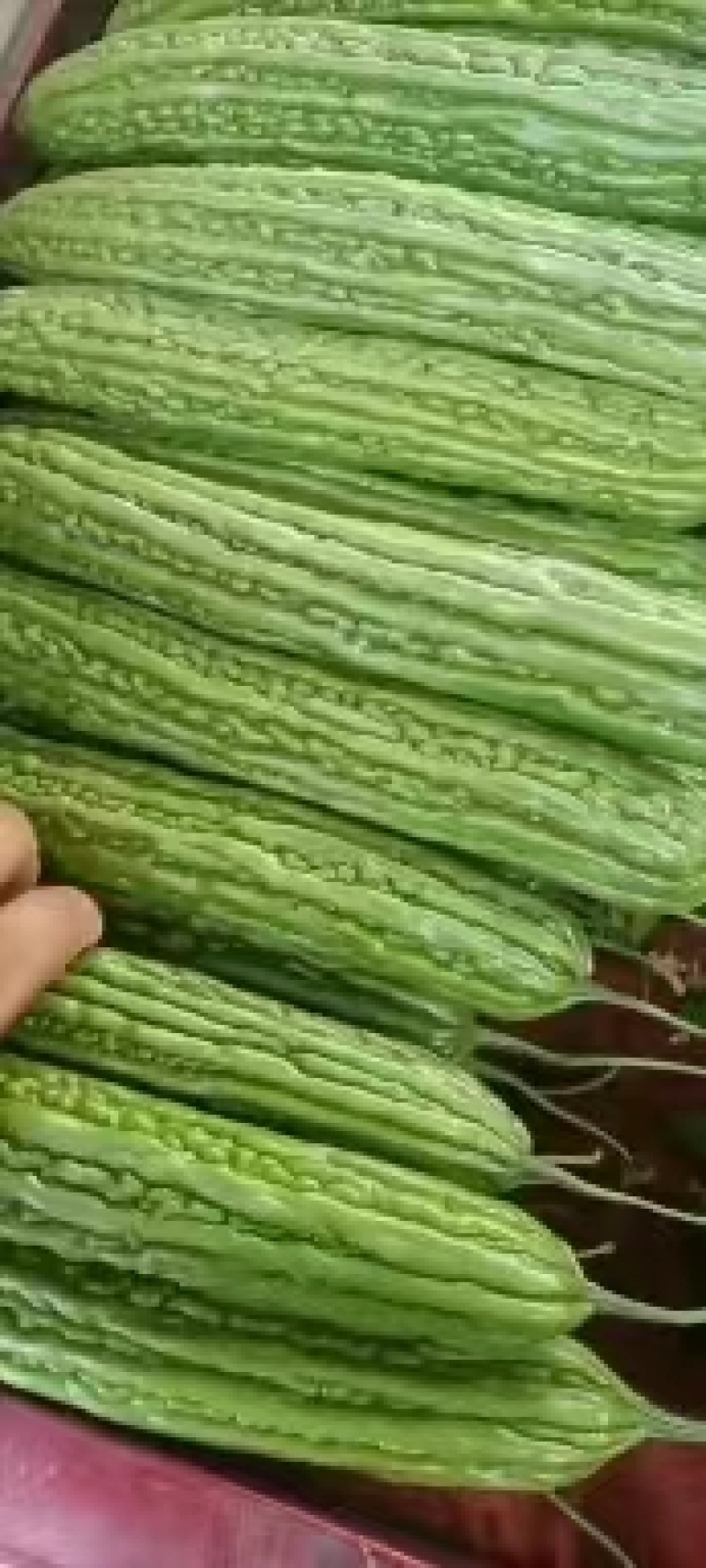 精品苦瓜上市，代发全国，欢迎全国客商前来采购。