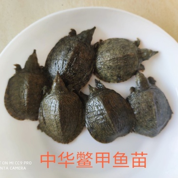 中华鳖甲鱼苗外塘幼苗甲鱼苗3/60克黄沙鳖