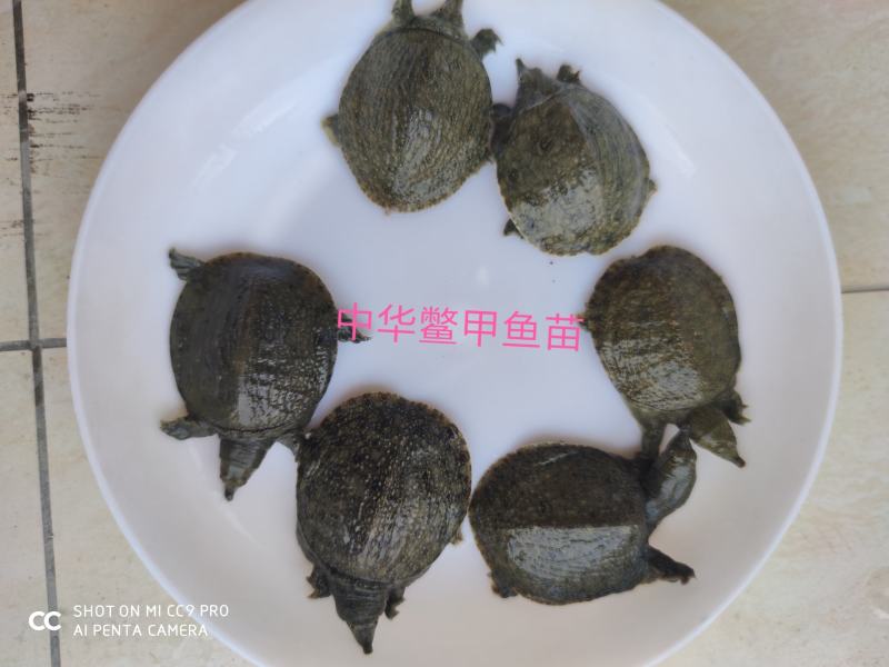 中华鳖甲鱼苗外塘幼苗甲鱼苗3/60克黄沙鳖