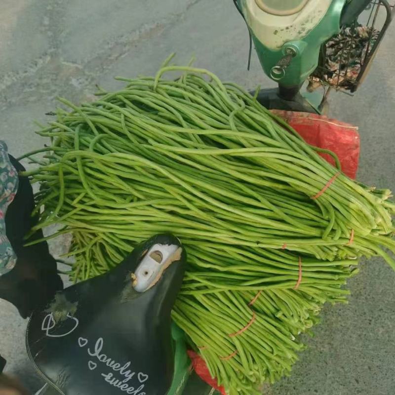 精品豆角上市，代发全国，欢迎全国客商前来采购。