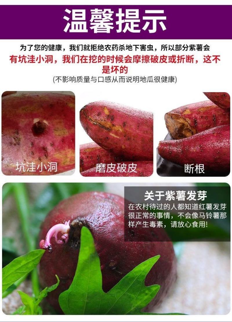 [一件代发]紫罗兰紫薯沙地紫薯新鲜现挖现发粉糯产地直供