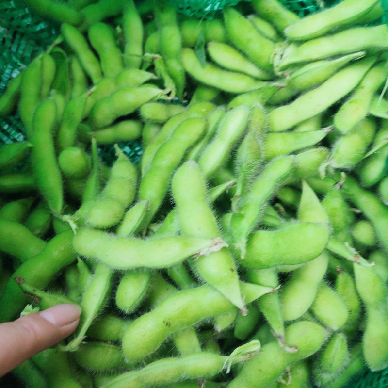 大邑毛豆，基地货。欢迎预定