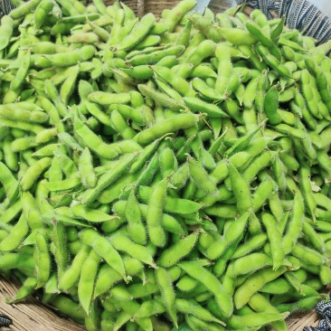 大邑毛豆，基地货。欢迎预定