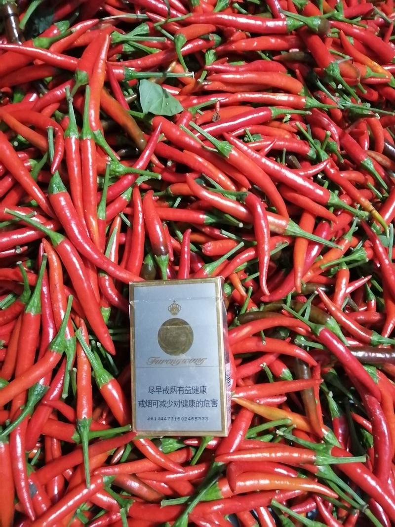 商丘艳红小米椒大量上市了，品种有精品京红，天香系列