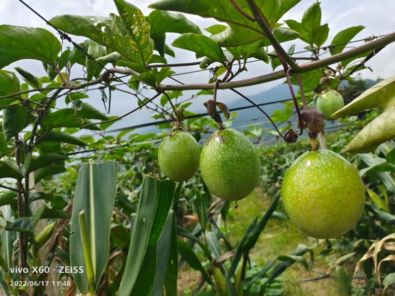 云南文山钦密9号黄金百香果大量供货，产地实力代办