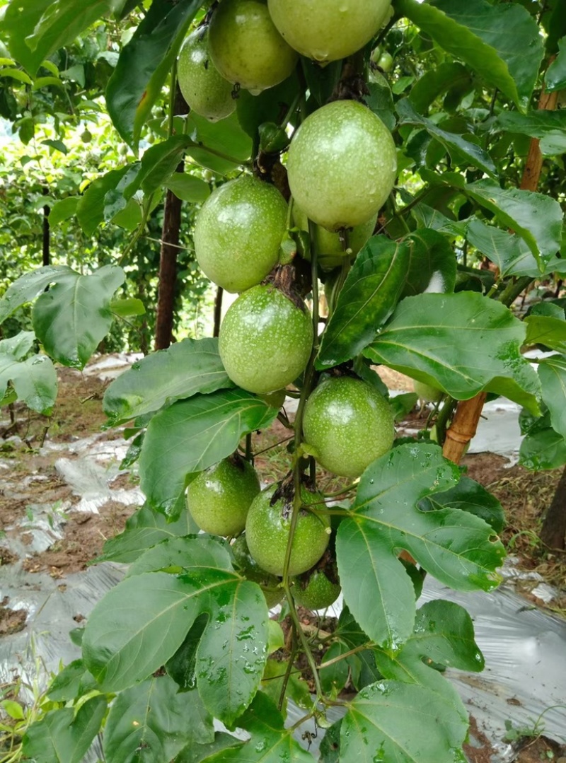 云南文山钦密9号黄金百香果大量供货，产地实力代办