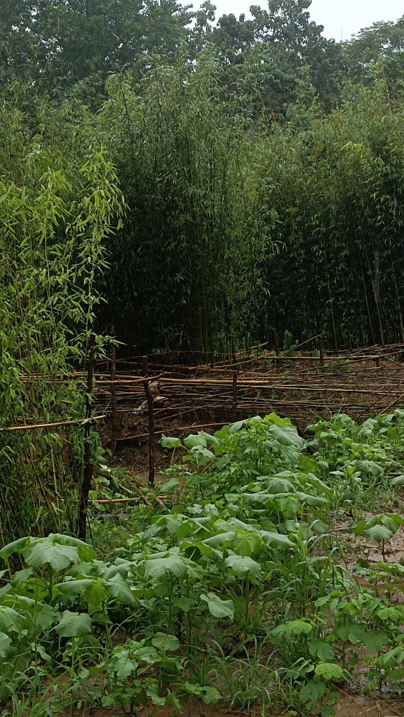 竹子：美植假植早园竹苗
