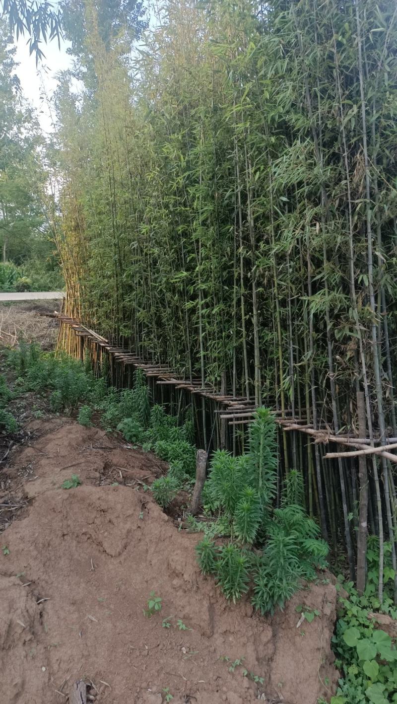 竹子：美植假植早园竹苗
