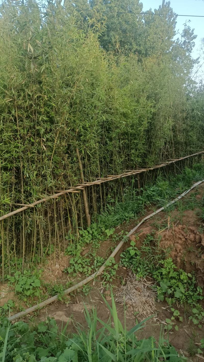 竹子：美植假植早园竹苗
