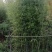 竹子：美植假植早园竹苗