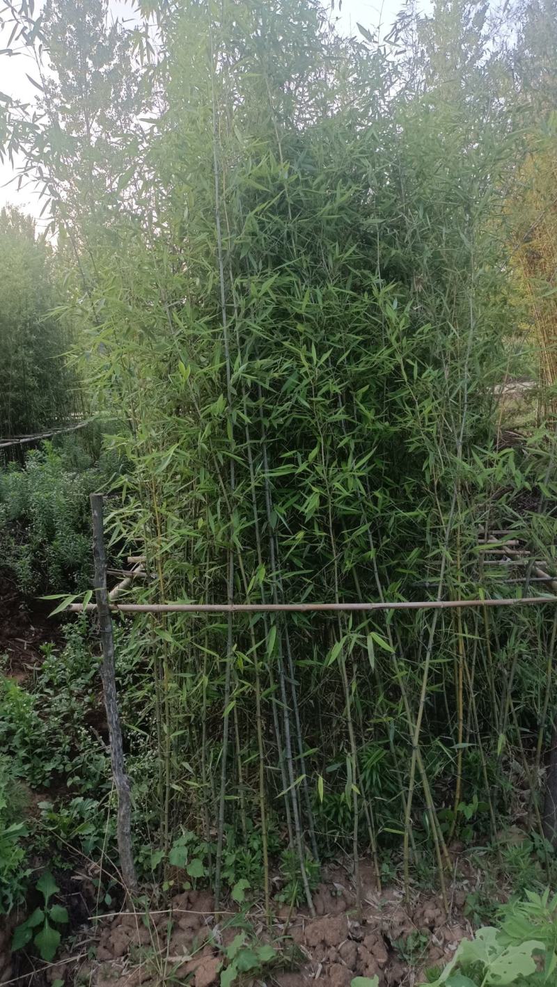 竹子：美植假植早园竹苗