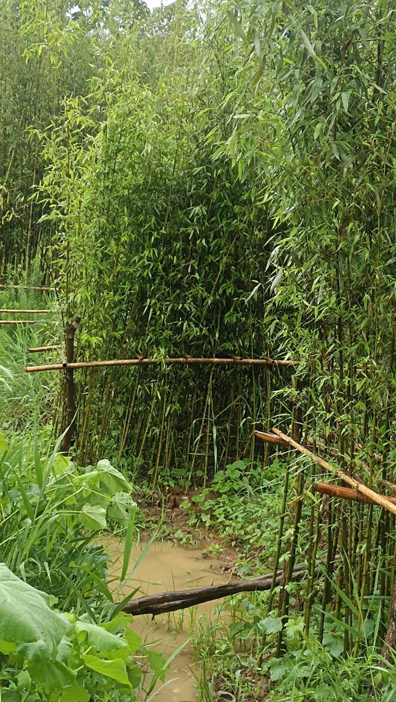 竹子：美植假植早园竹苗