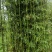 竹子：美植假植早园竹苗