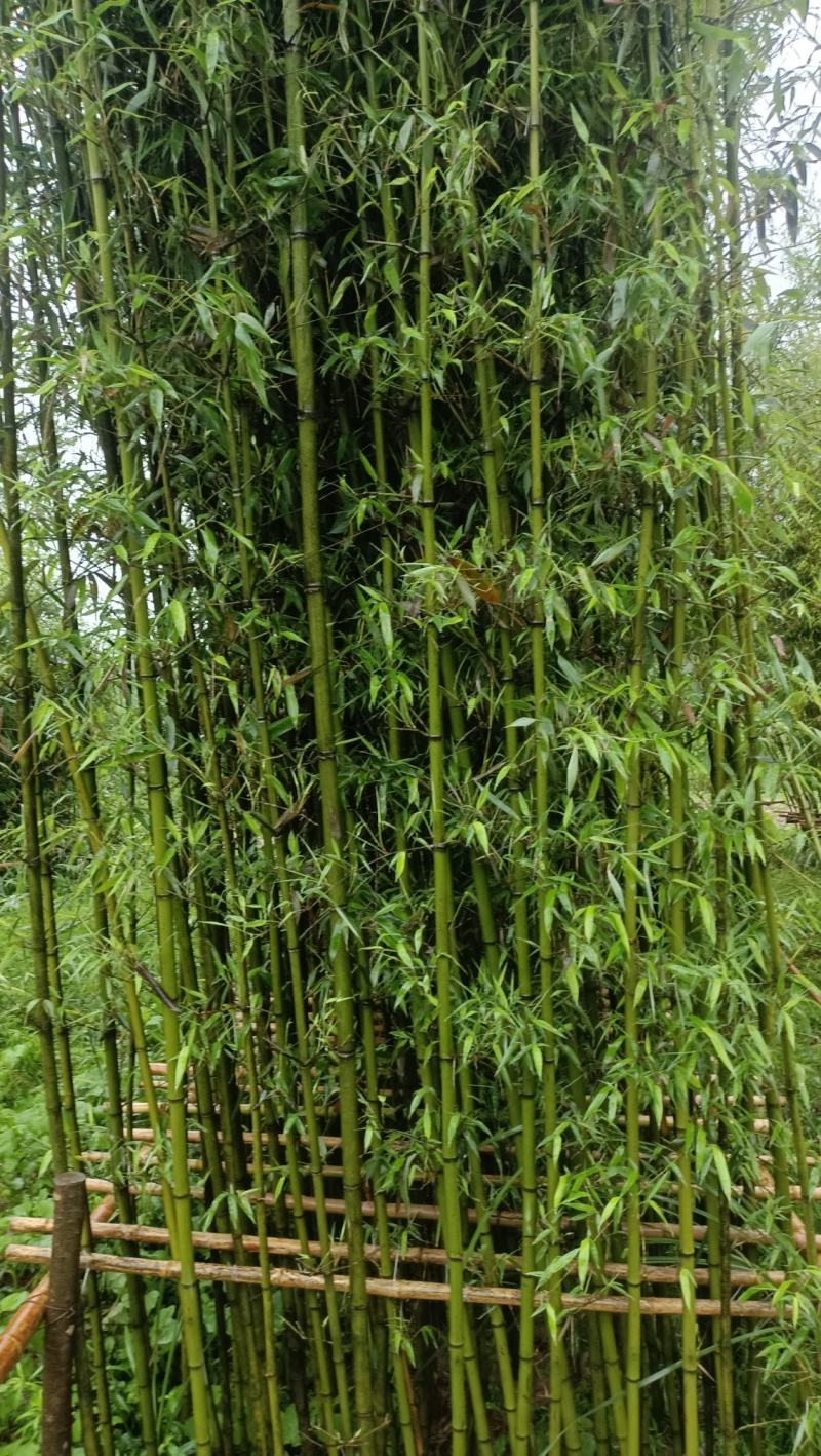 竹子：美植假植早园竹苗