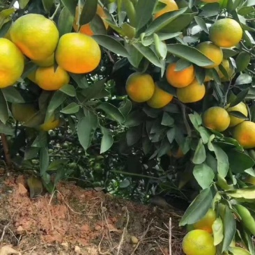 盘溪靓货