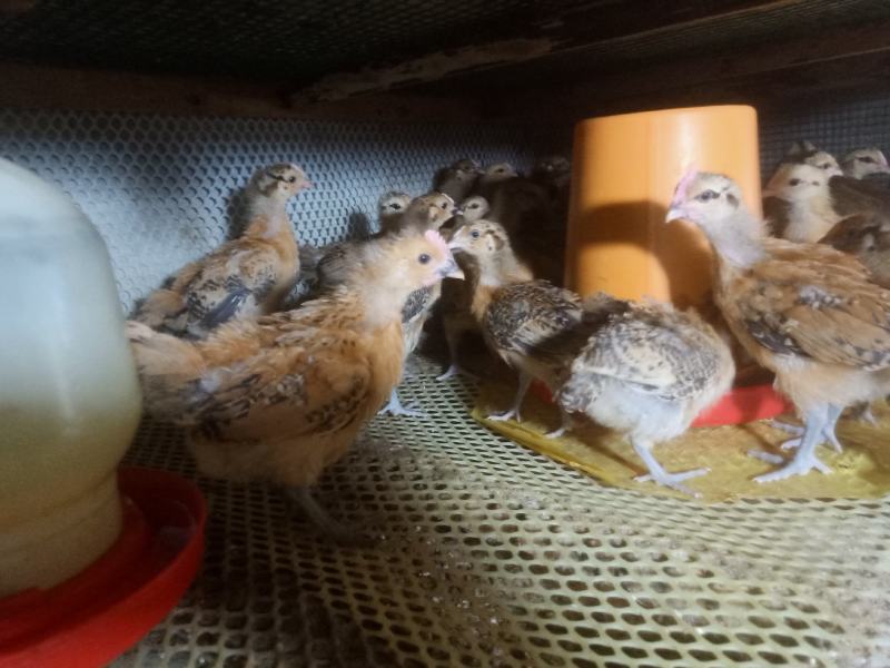 红瑶土鸡苗出壳苗母苗孵化场直发价格便宜