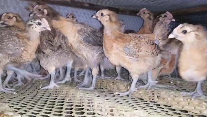 红瑶土鸡苗出壳苗母苗孵化场直发价格便宜
