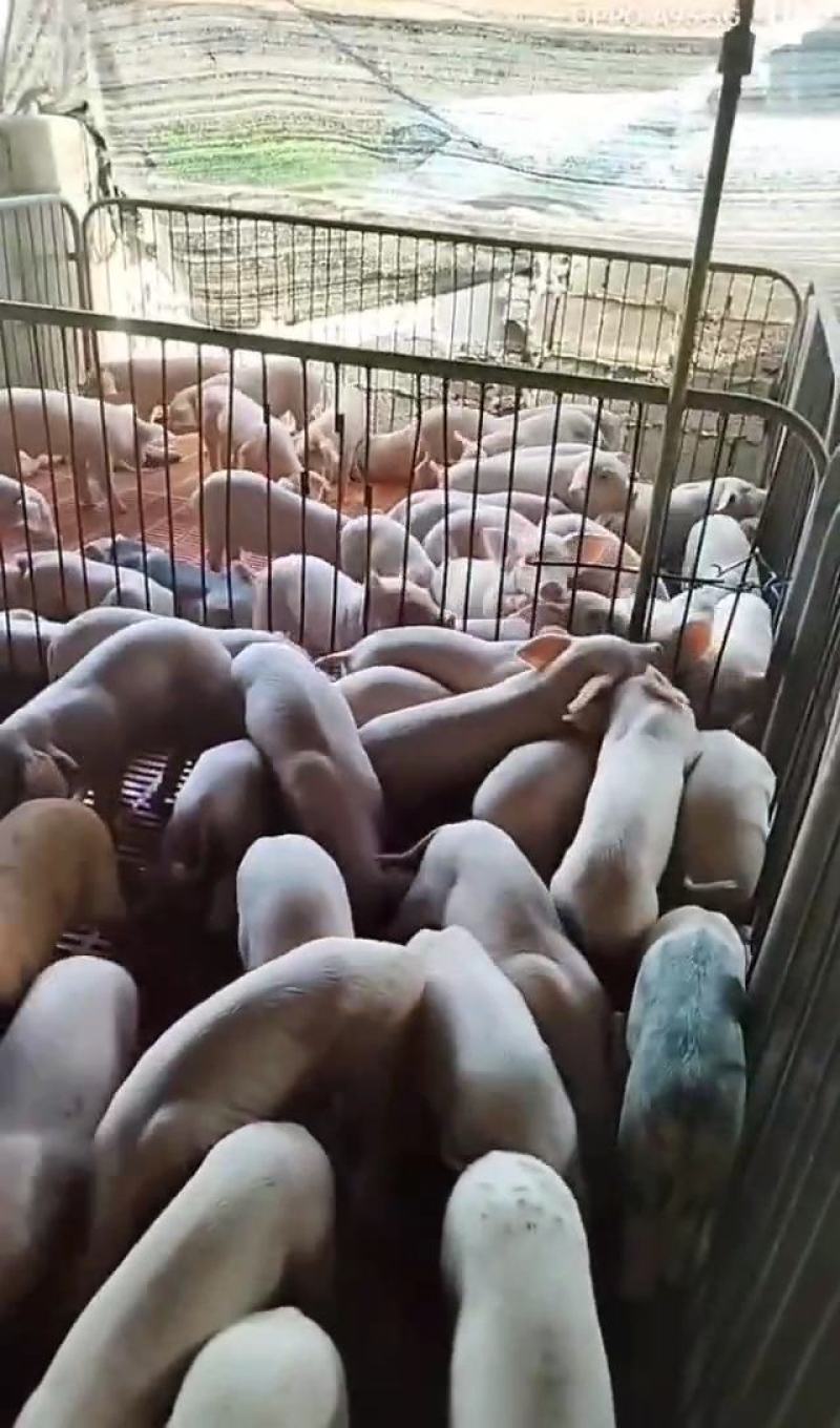 山东莒南仔猪，防疫严格，货源充足包成活健康猪苗