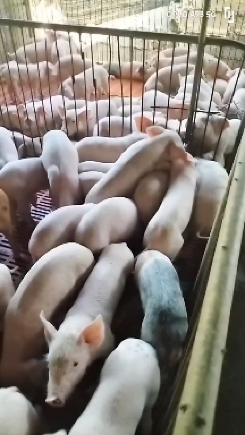 山东莒南仔猪，防疫严格，货源充足包成活健康猪苗