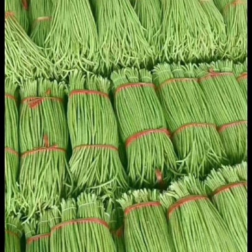 绿条豆角，豇豆大量上市中，品质好，价格优，诚信经营，