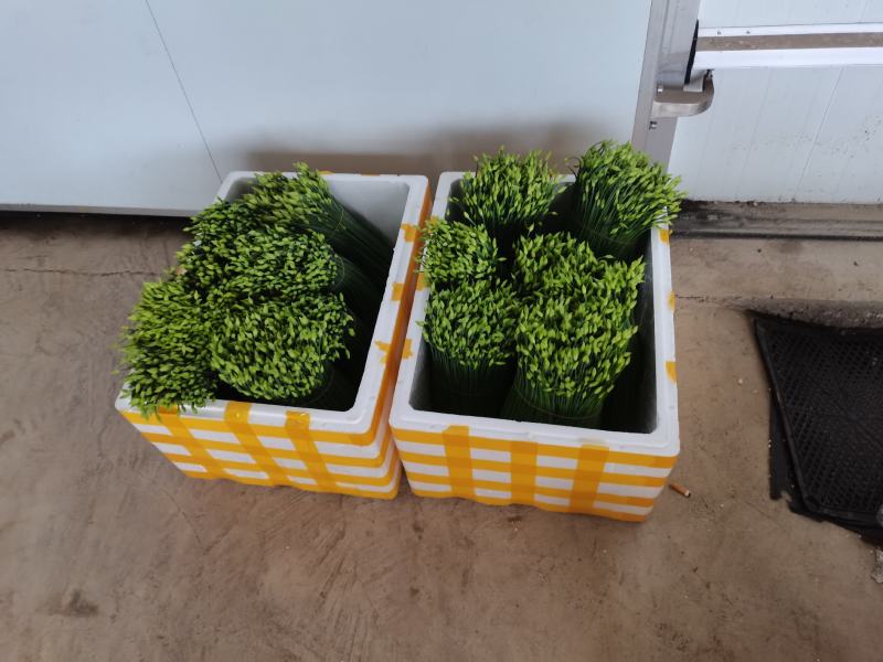 石屏精品韮菜苔