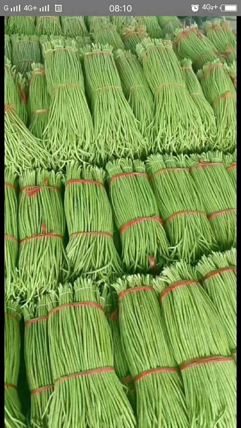 绿条豆角，豇豆大量上市中，品质好，价格优，诚信经营，