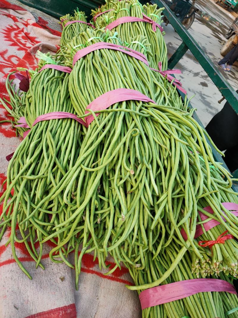 绿条豆角，豇豆大量上市中，品质好，价格优，诚信经营，