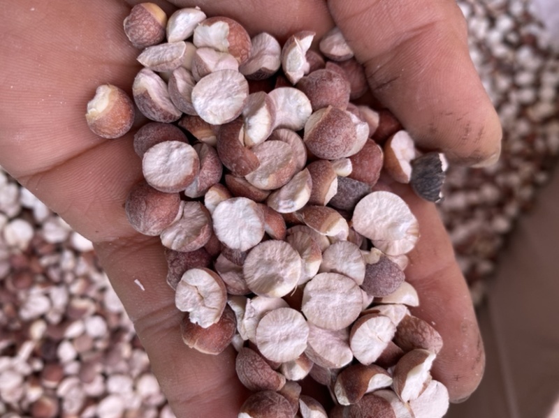 肇庆特大茨实，茨实，无硫14厘大茨实