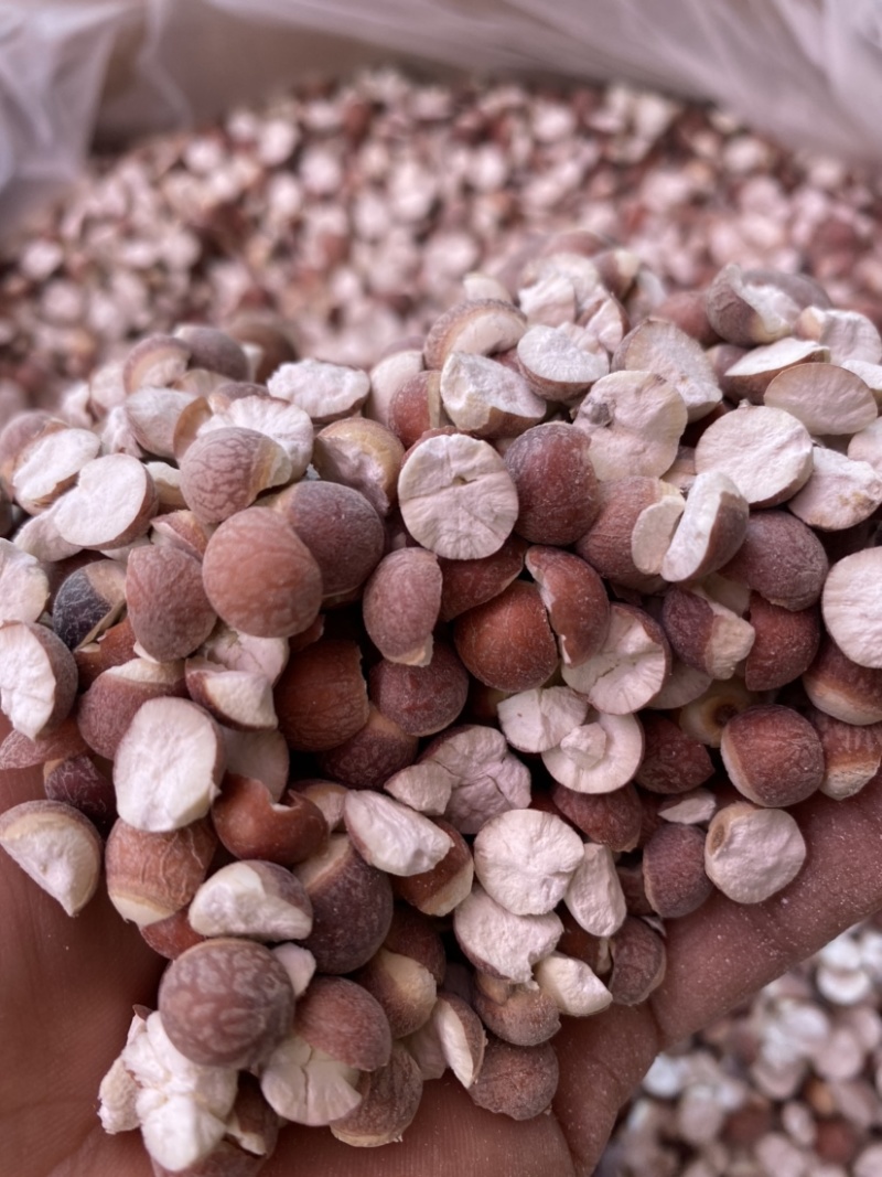 肇庆特大茨实，茨实，无硫14厘大茨实