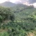 福建平和红心木瓜蜜丁产地代办整车支持全国发货