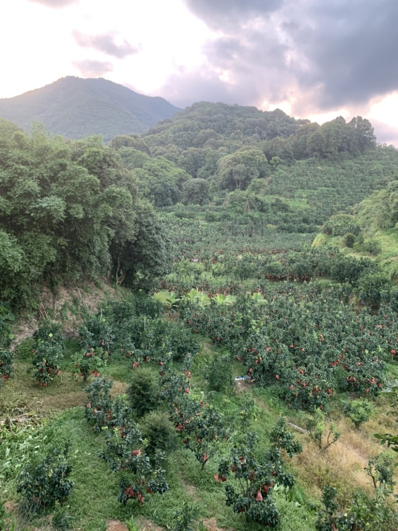 福建平和红心木瓜蜜丁产地代办整车支持全国发货
