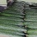 露天黄瓜大量上市了