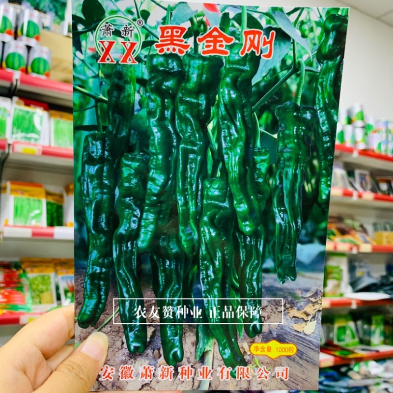 黑绿皮皱皮椒种子特辣大果型皱皱辣种籽黑金刚皱皮辣椒种子