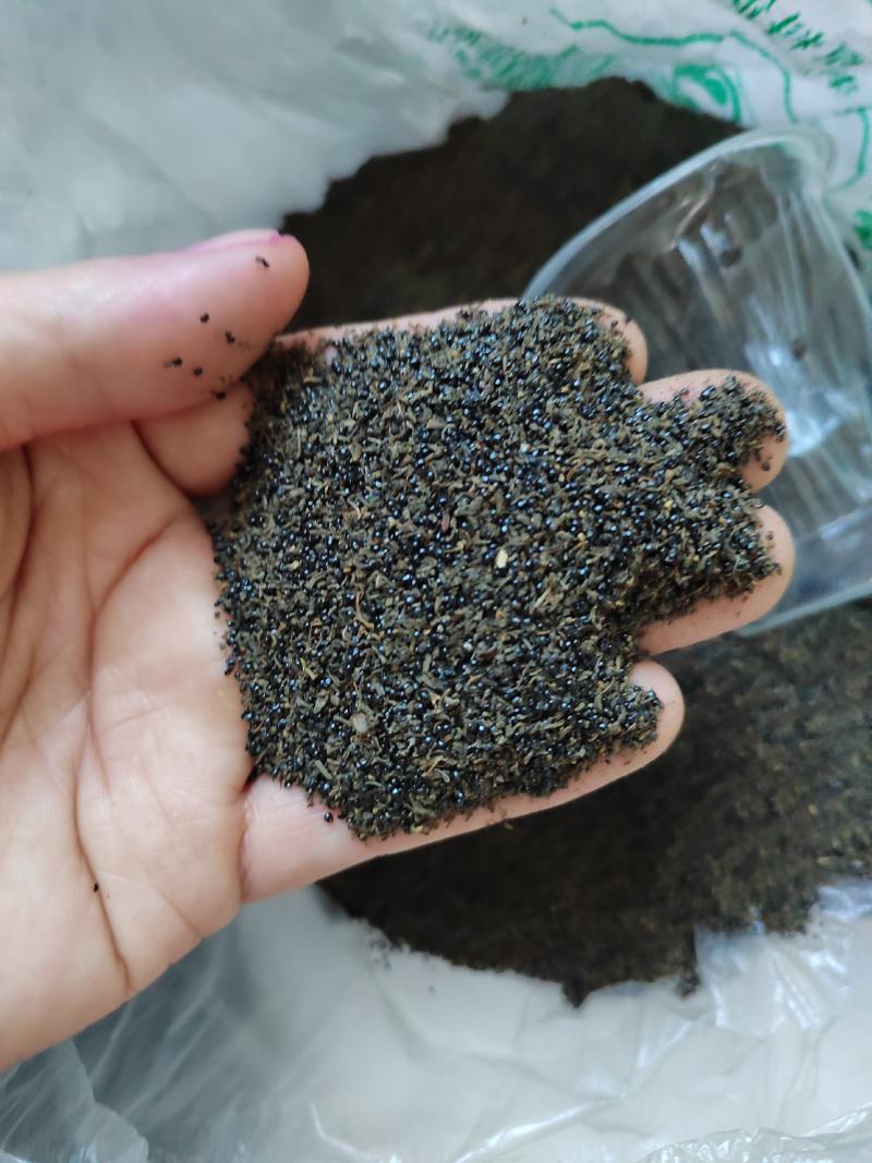 自家的岩黄莲种子