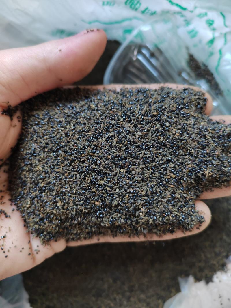 自家的岩黄莲种子