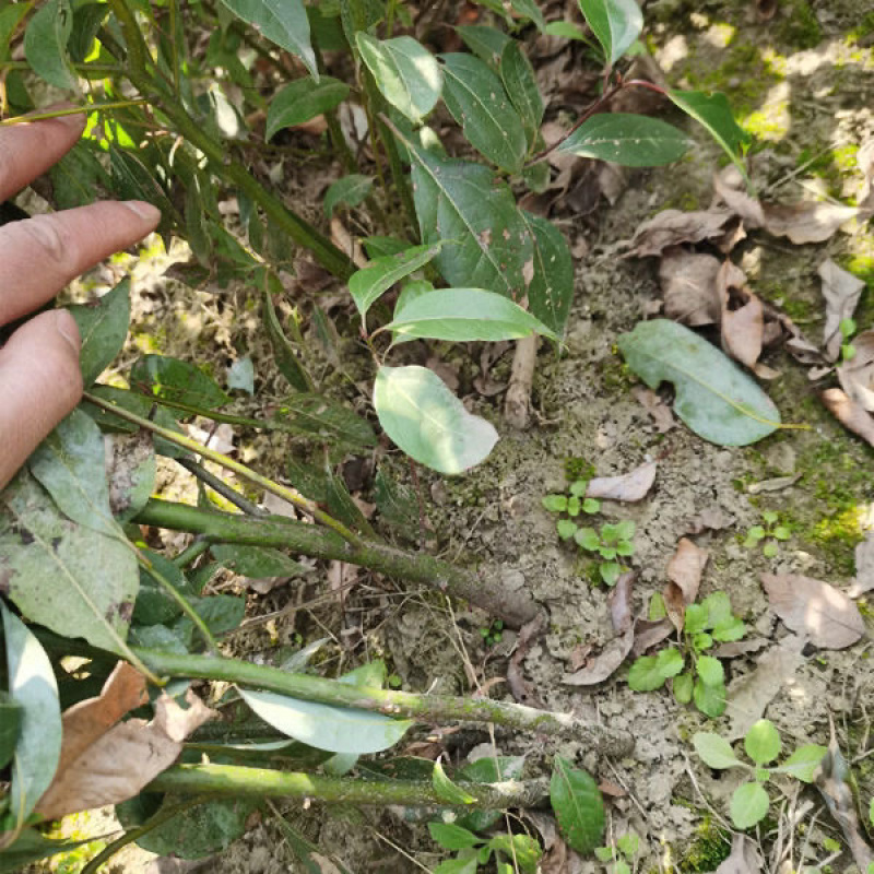 1-2公分香樟，香樟小苗，两年香樟苗批发