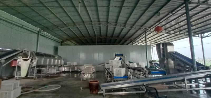 优质毛豆全国发货基地直供诚信经营货源充足
